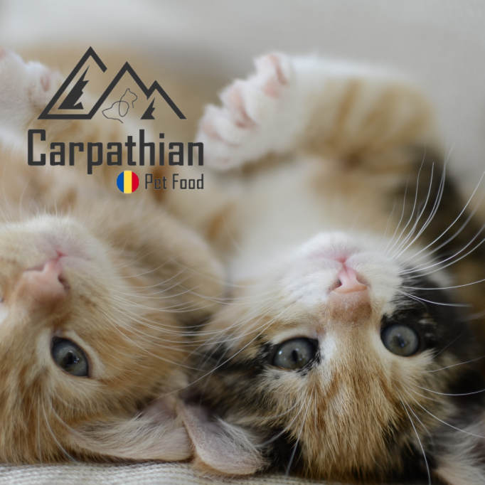 Pisicutele sanatoase si fericite mananca hrana de la Carpathians Pet Food